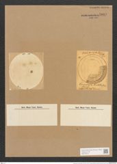 Campylodiscus limbatus Breb. (de-Toni-Nr.: Genus 57, Species 2509) Zeichnungen Sammlung Grunow Nr. 5018 (NHMW-BOT-W0373272)